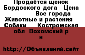 Продаётся щенок Бордоского дога › Цена ­ 37 000 - Все города Животные и растения » Собаки   . Костромская обл.,Вохомский р-н